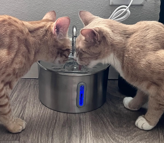 Feline Fountain™ - Stainless Steel Cat Water Fountain